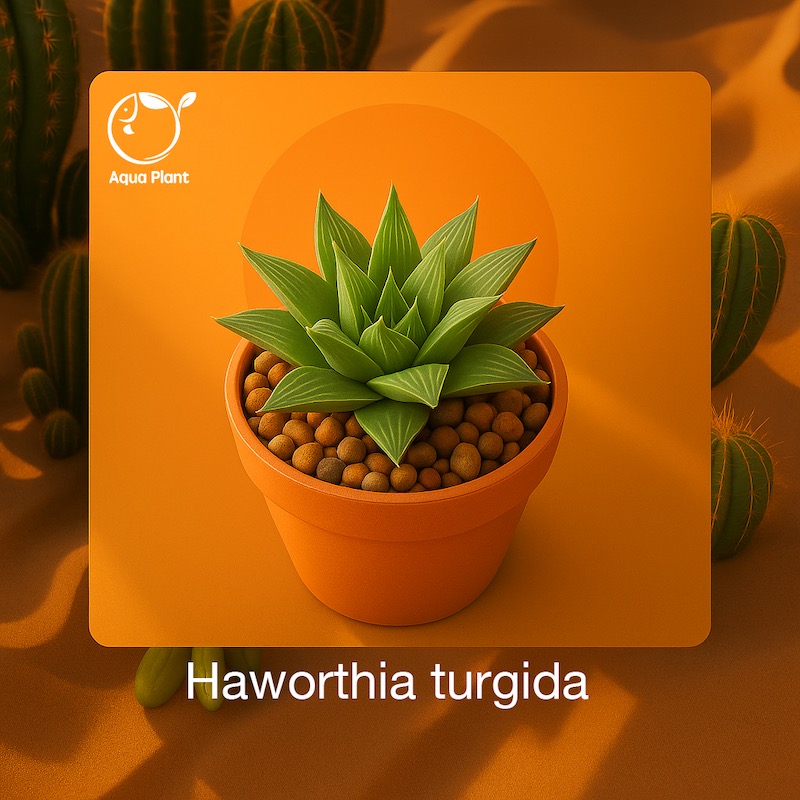 Haworthia turgida
