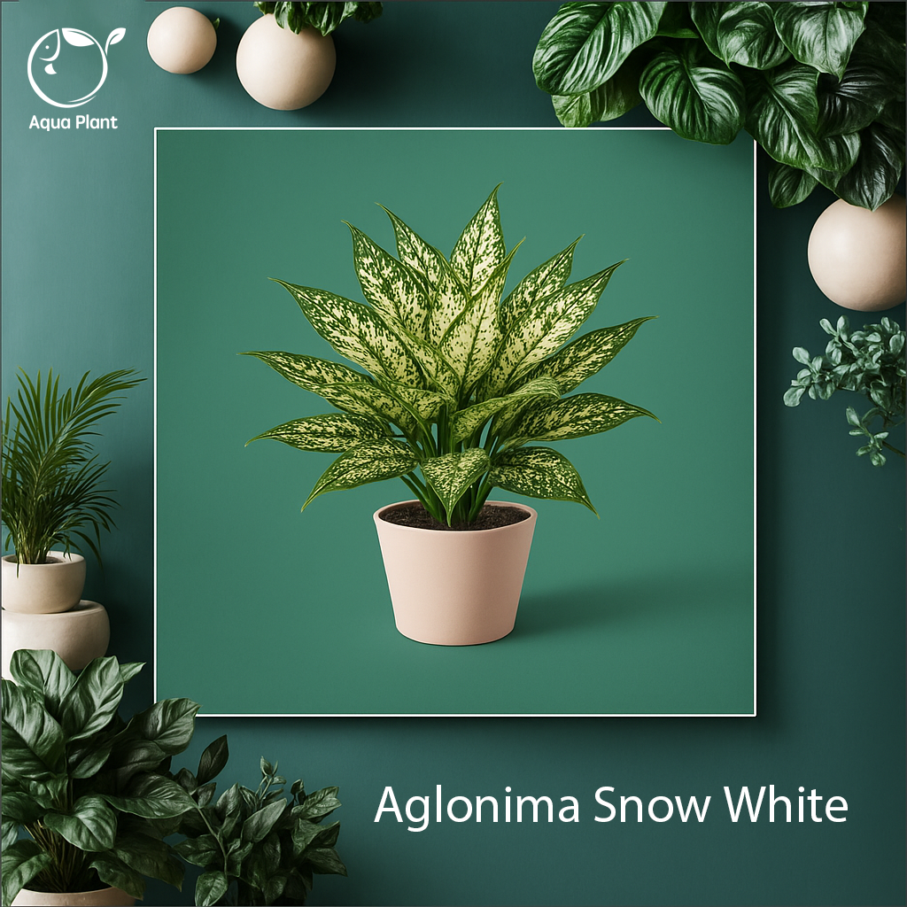 Aglonima Snow White