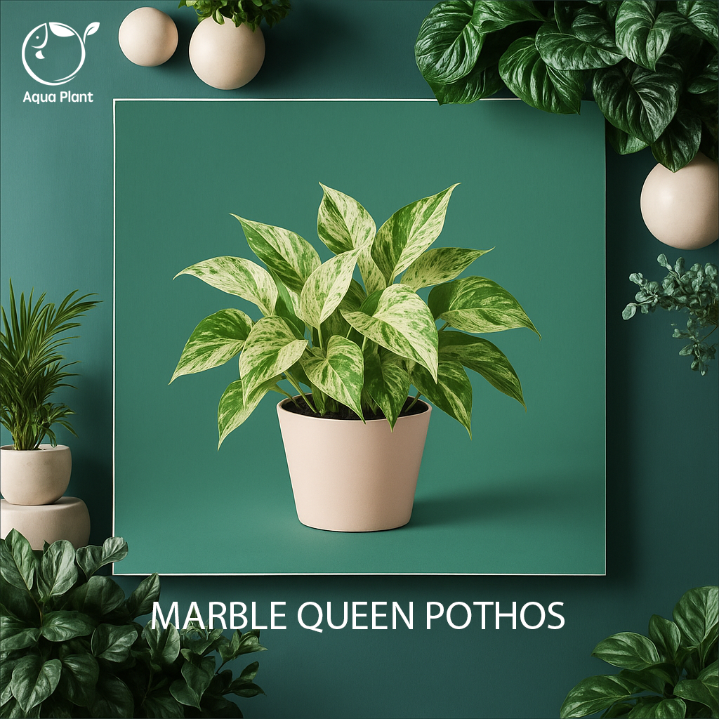 Marble queen pothos