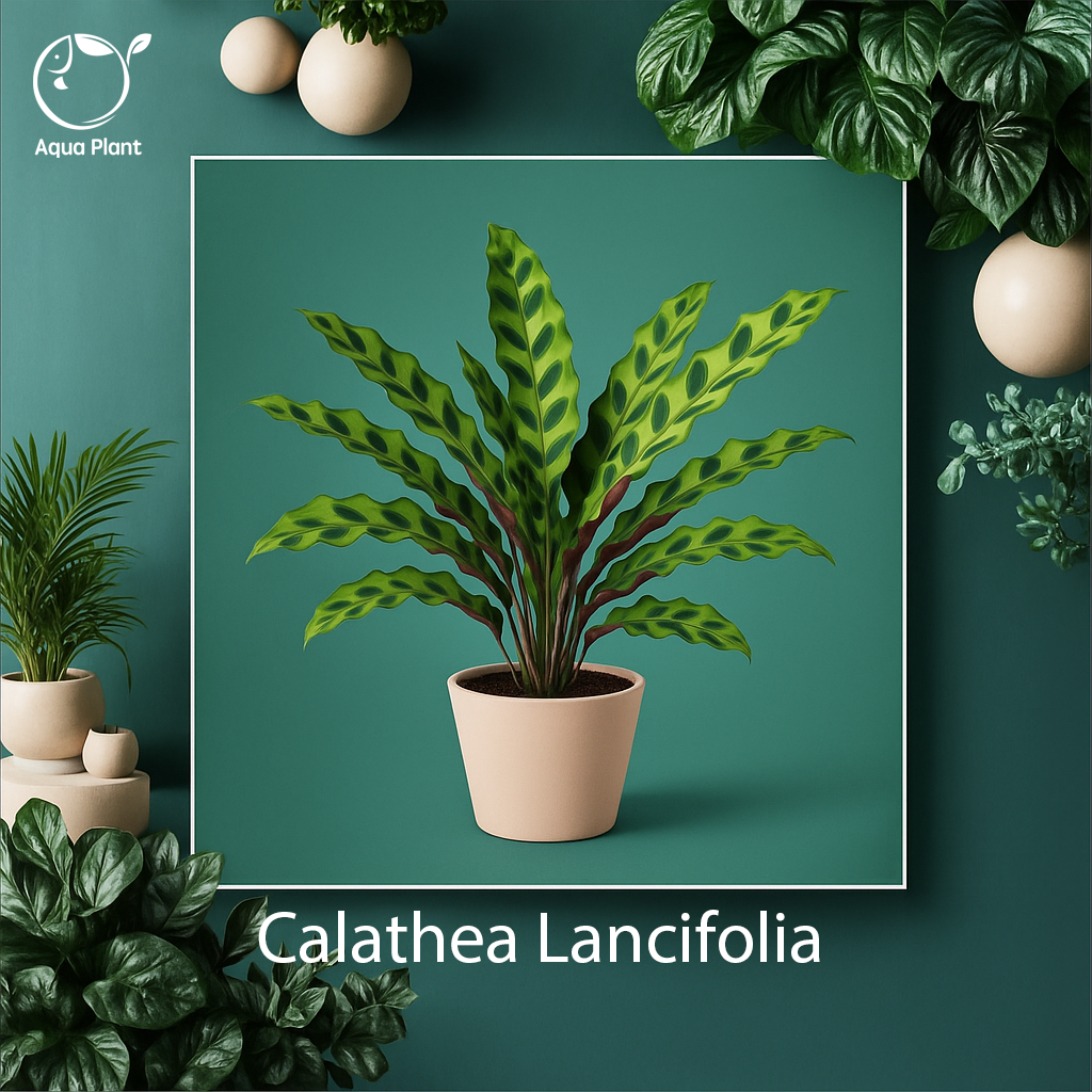 Calathea lancifolia