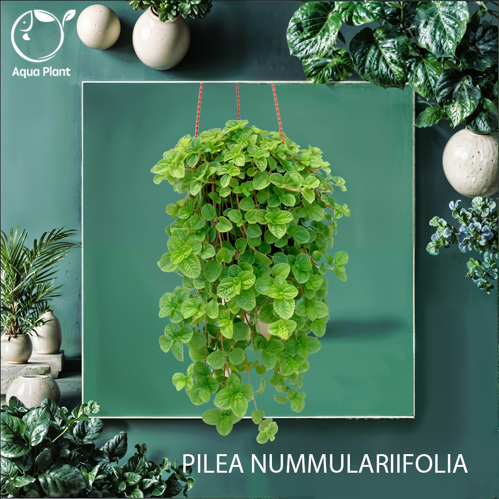 Pilea nummulariifolia