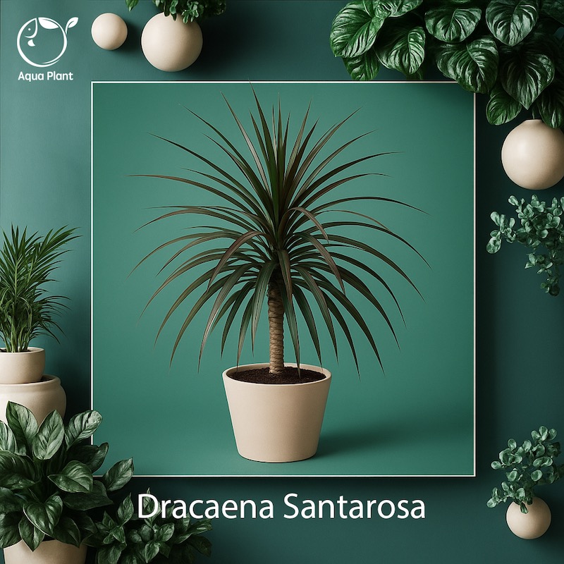 Dracaena santarosa