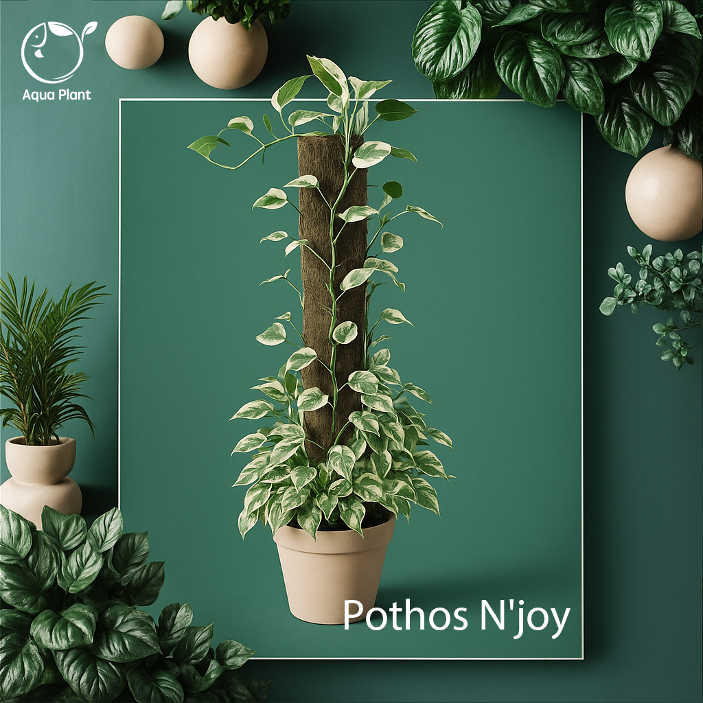 Pothos n’joy
