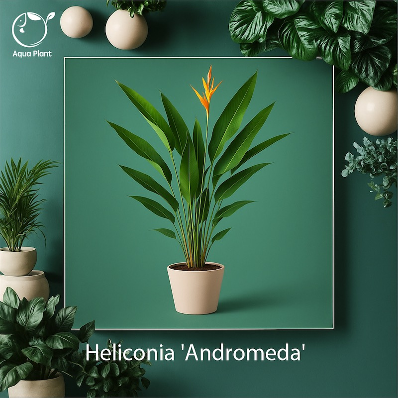 Heliconia Andromeda