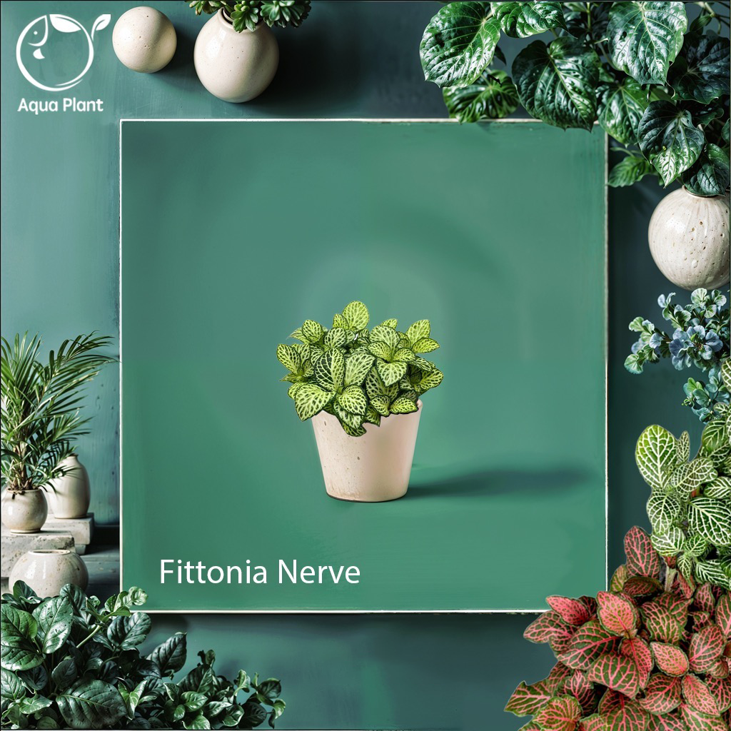 Fittonia Nerve