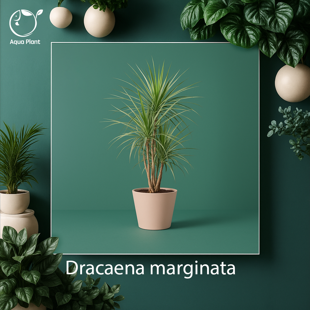 Dracaena marginata