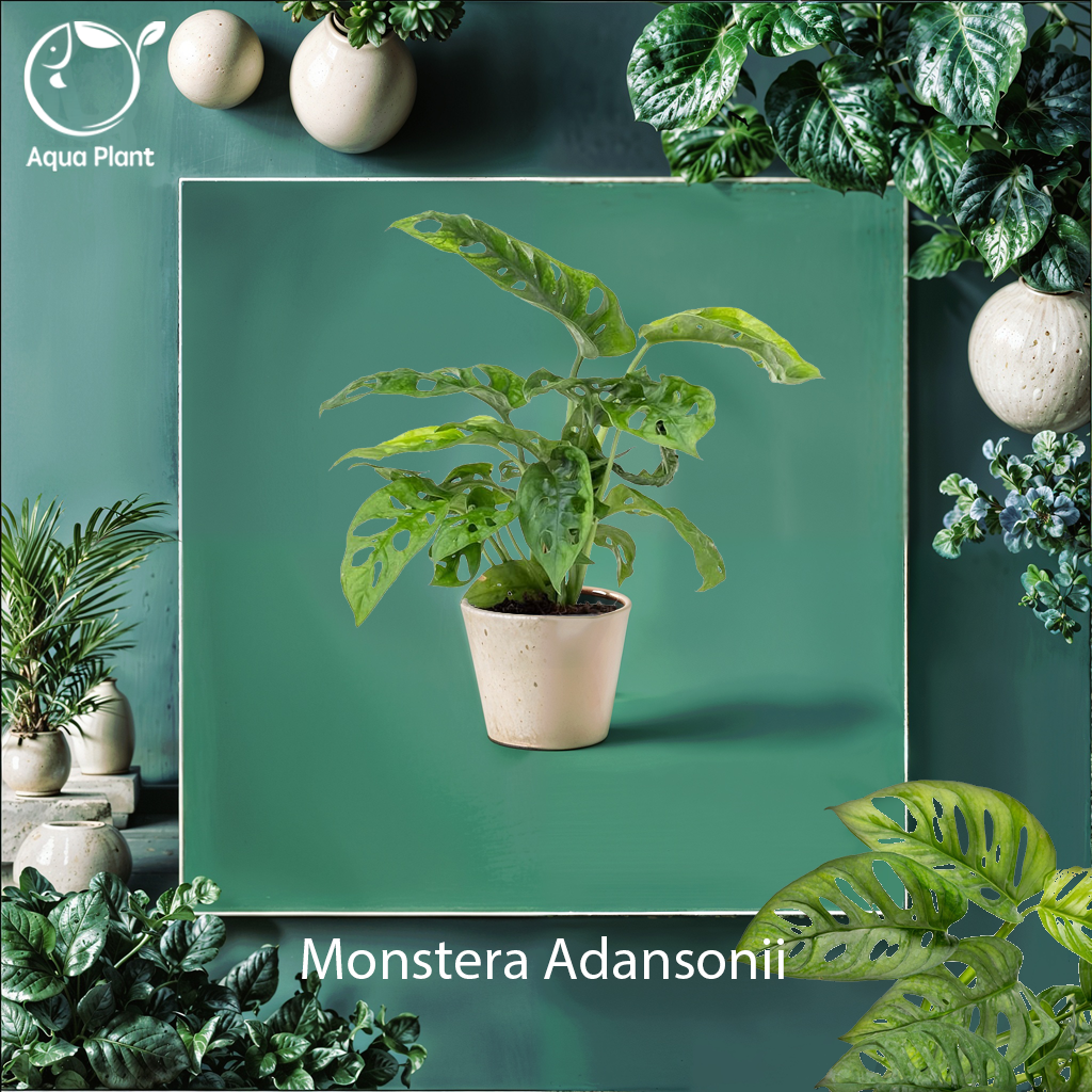 Monstera Adansonii