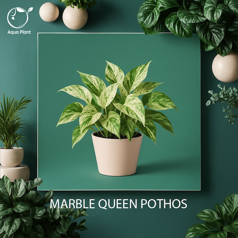 Marble queen pothos