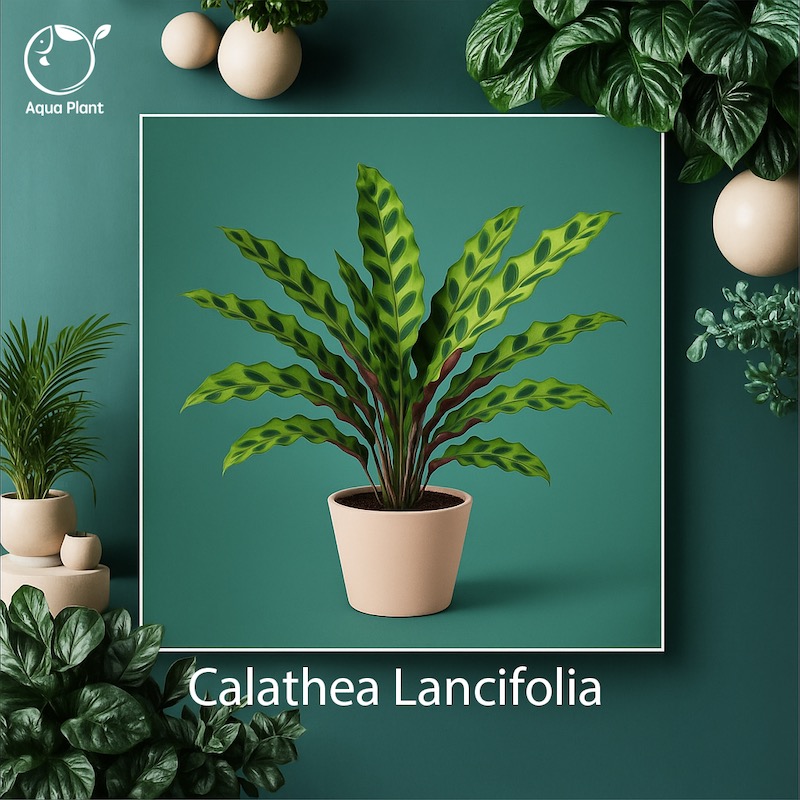 Calathea lancifolia