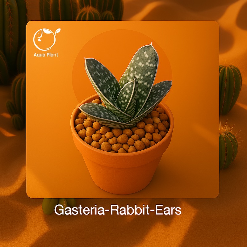 Gasteria-Rabbit-Ears