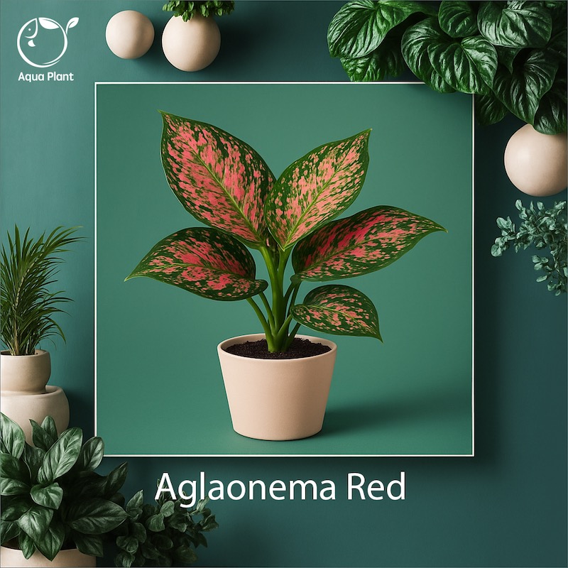Aglonima red