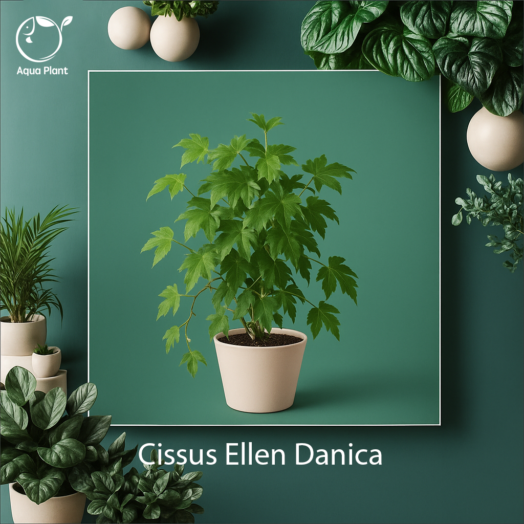 Cissus ellen danica