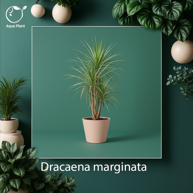 Dracaena marginata