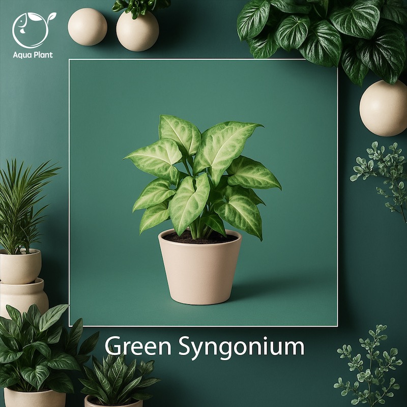 Green syngonium