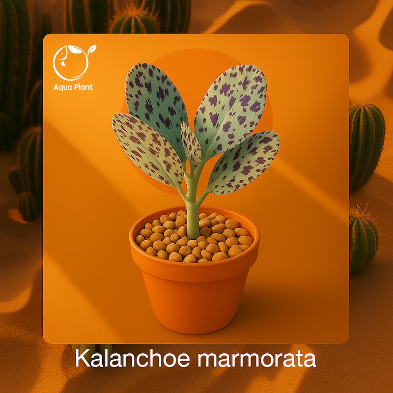 Kalanchoe marmorata