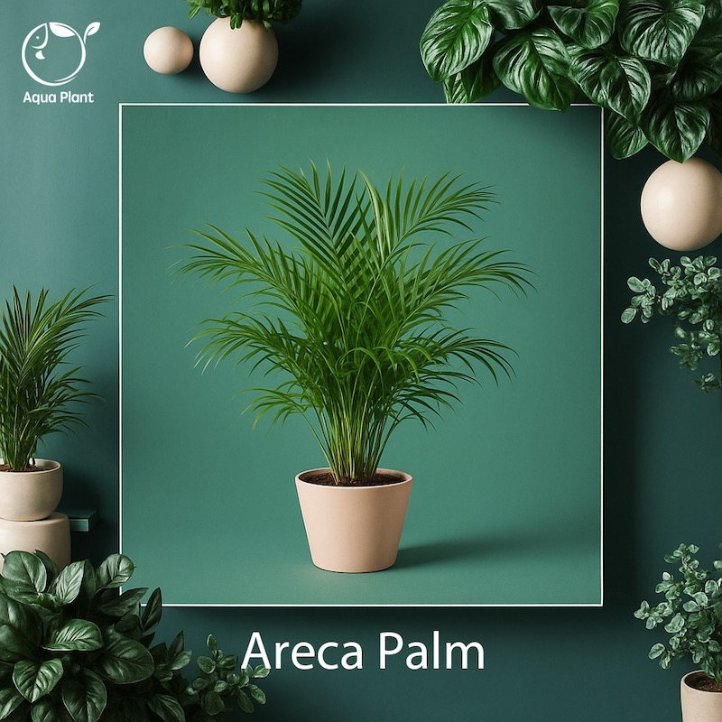 Areca plam