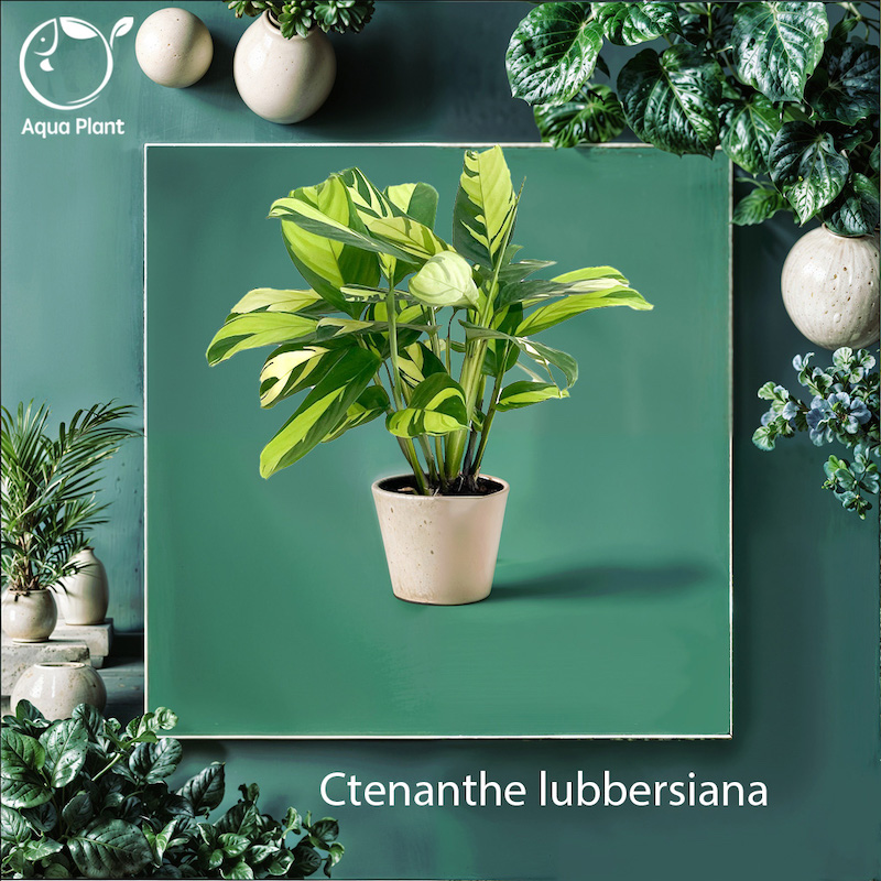 Ctenanthe lubbersiana