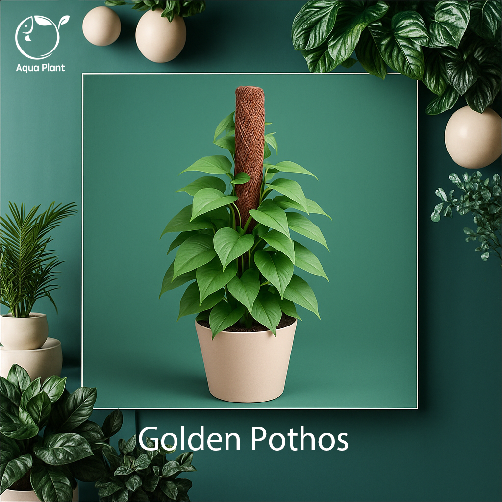 Golden pothos