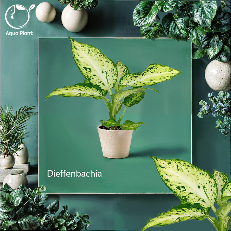 Dieffenbachia amy