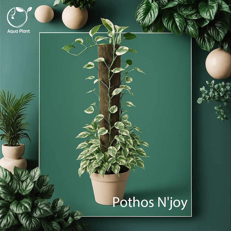 Pothos n’joy