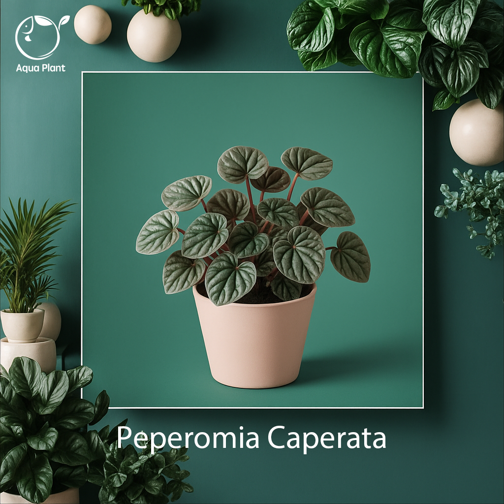 peperomia caerata