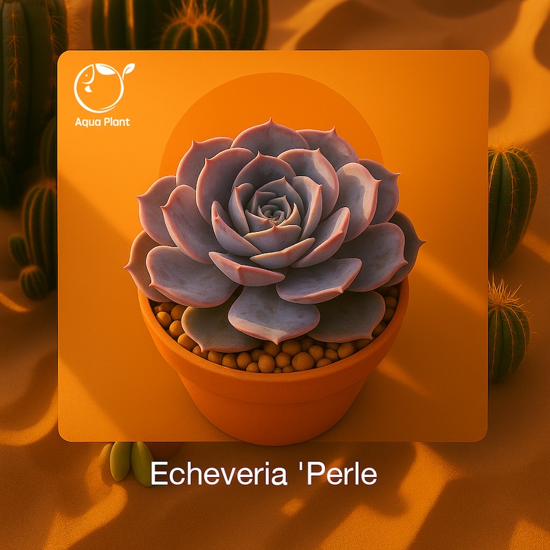 Echeveria 'Perle